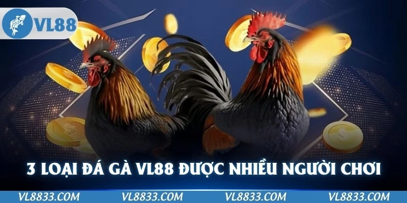 3 loại đá gà VL88 được nhiều người lựa chọn chơi