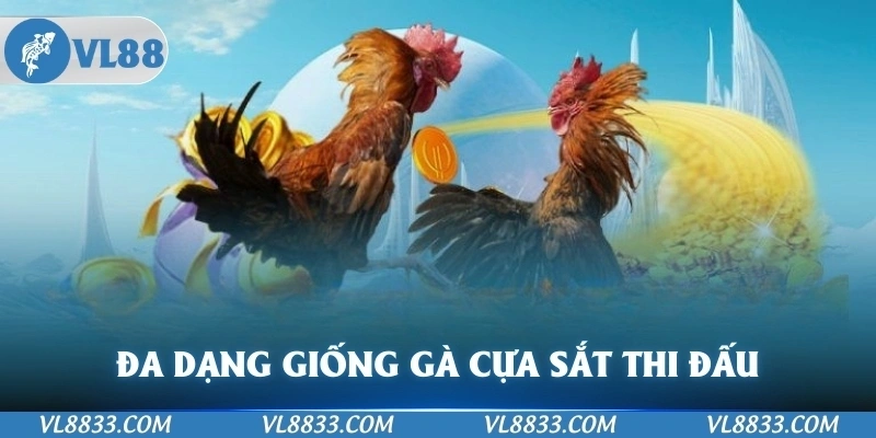 Đa dạng giống gà cựa sắt tham gia thi đấu