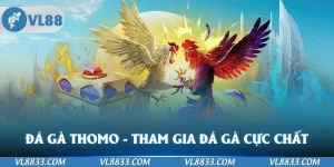 Đá Gà Thomo - Tham Gia Đá Gà Cực Chất Tại Nền Tảng VL88