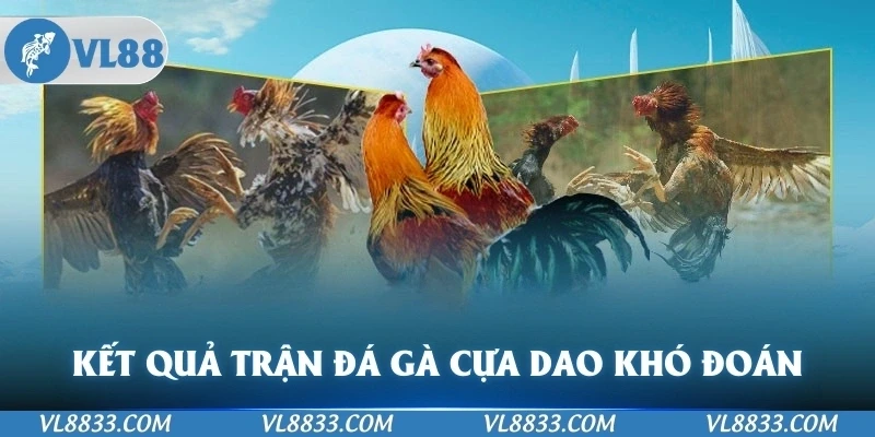 Kết quả trận đấu đá gà cựa dao khó đoán trước