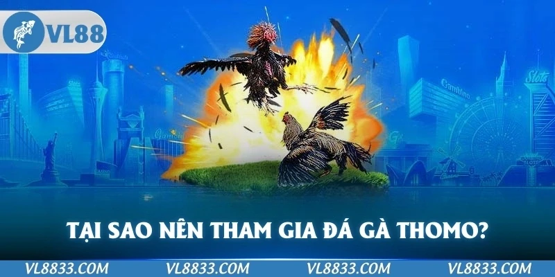 Tại sao nên tham gia đá gà Thomo tại VL88?