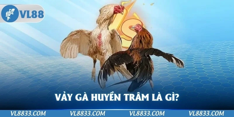 Vảy gà huyền trâm là gì?